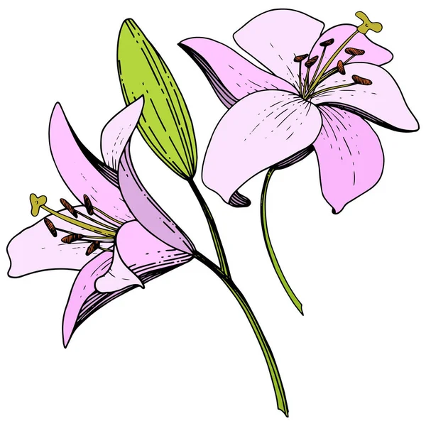 Flor botânica floral Vector Pink Lily. Arte de tinta gravada. Isolados lírios ilustração elemento no fundo branco . — Vetor de Stock