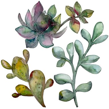 Orman botanik etli çiçek. Suluboya arka plan illüstrasyon küme. İzole lezzetli illüstrasyon öğesi.