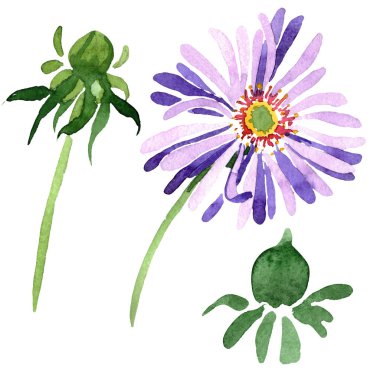 Mavi menekşe Aster çiçek botanik çiçekler. Suluboya arka plan ayarlamak. İzole aster illüstrasyon öğesi.