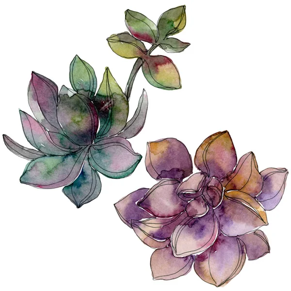 Giungla botanico fiore succulento. Acquerello sfondo illustrazione set. Elemento illustrativo succulento isolato . — Foto Stock