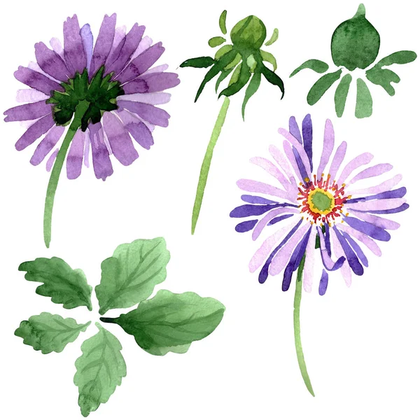 Botaniczny kwiat kwiatowy niebieski fioletowy Astry. Zestaw tle akwarela. Element ilustracja na białym tle aster. — Zdjęcie stockowe