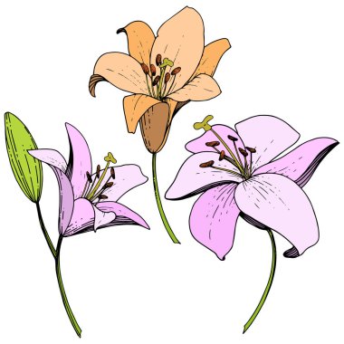 Pembe ve turuncu lily botanik çiçek vektör. Oyulmuş mürekkep sanat. İzole zambak resim öğesi.