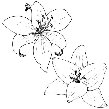 Vektör Lily botanik çiçek. Siyah ve beyaz mürekkep sanat kazınmış. İzole zambak resim öğesi.