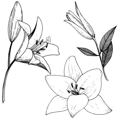 Vektör Lily botanik çiçek. Siyah ve beyaz mürekkep sanat kazınmış. İzole zambak resim öğesi.