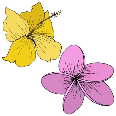 Vektör Hibiscus çiçek tropik çiçekler. Oyulmuş mürekkep sanat. İzole hibiscus illüstrasyon öğe beyaz arka plan üzerinde.