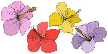 Vektör Hibiscus çiçek tropik çiçekler. Oyulmuş mürekkep sanat. İzole hibiscus illüstrasyon öğe beyaz arka plan üzerinde.