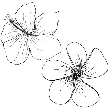 Vektör Hibiscus çiçek tropik çiçekler. Siyah ve beyaz mürekkep sanat kazınmış. İzole hibiscus illüstrasyon öğesi.