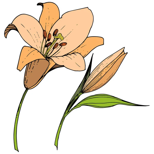 Vector oranje Lily floral botanische bloem. Gegraveerde inkt art. Geïsoleerde lelies illustratie element op witte achtergrond. — Stockvector