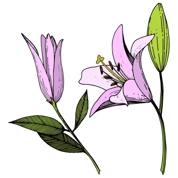 Vektor rosa Lilja blommig botaniska blomma. Graverade bläck konst. Isolerade liljor illustration element på vit bakgrund. — Stock vektor