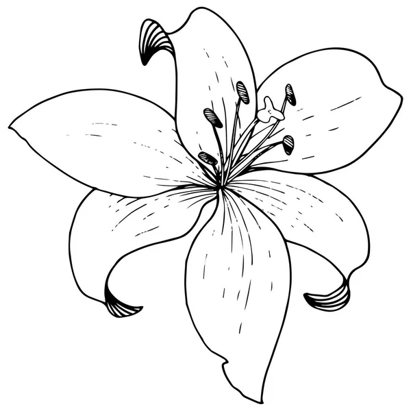 Vector Lily flor botânica floral. Tinta gravada a preto e branco. Lírios isolados elemento ilustrativo . —  Vetores de Stock