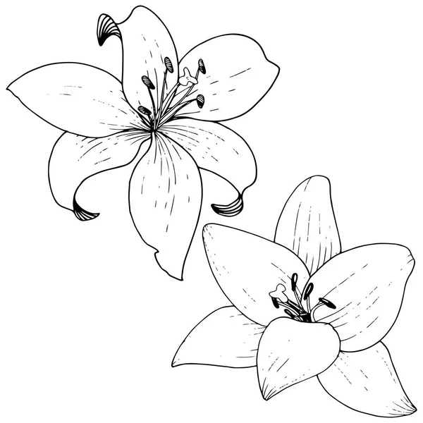 Vector Lily floral botanische bloem. Zwart-wit gegraveerd inkt kunst. Geïsoleerde lelies afbeelding element. — Stockvector