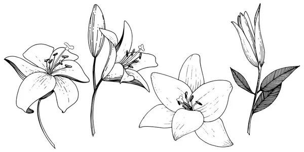 벡터 릴리 꽃 식물 꽃입니다. 흑백 잉크 아트를 새겨져 있다. 격리 된 백합 그림 요소. — 스톡 벡터