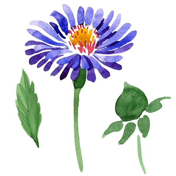 Botaniczny kwiat kwiatowy niebieski fioletowy Astry. Zestaw tle akwarela. Element ilustracja na białym tle aster. — Zdjęcie stockowe