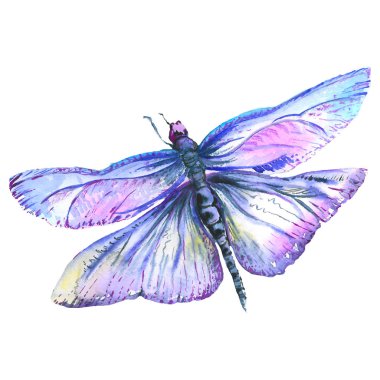 Egzotik yusufçuk vahşi böcek izole bir suluboya tarzında. Aquarelle vahşi böcek arka planı için.