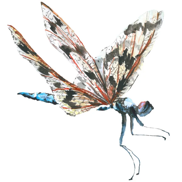 Egzotikus szitakötő vadon élő rovarok elszigetelt akvarell stílusú. Az Aquarelle vadon élő rovarok háttér. — Stock Fotó