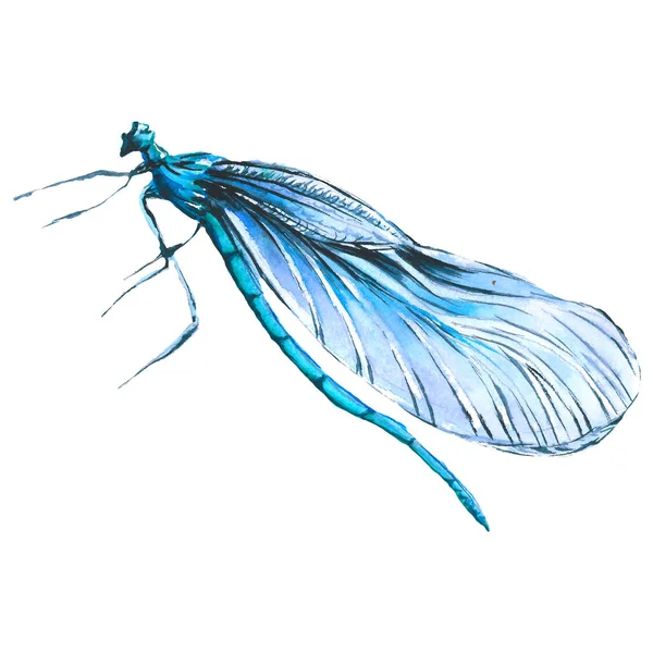 Ważka egzotyczny dziki owadów w stylu przypominającym akwarele na białym tle. Aquarelle dziki owadów na tle. — Zdjęcie stockowe