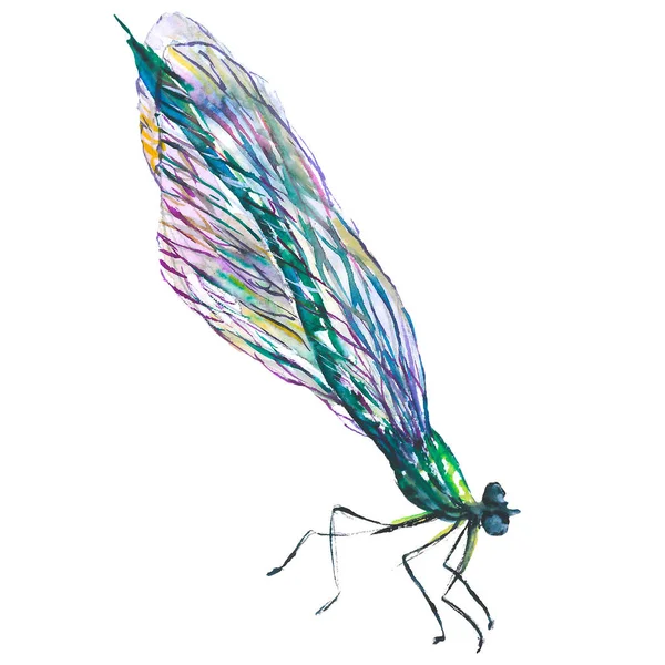 Insecte sauvage exotique libellule dans un style aquarelle isolé. Aquarelle insecte sauvage pour le fond . — Photo