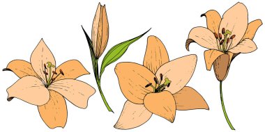 Vektör turuncu Lily botanik çiçek. Oyulmuş mürekkep sanat. İzole lilyum beyaz arka plan illüstrasyon öğesinde.