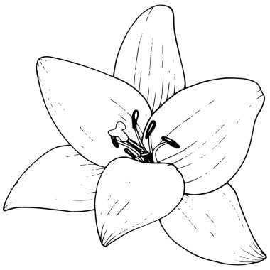 Vektör Lily botanik çiçek. Siyah ve beyaz mürekkep sanat kazınmış. İzole zambak resim öğesi.