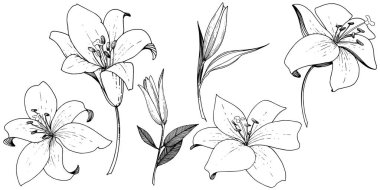 Vektör Lily botanik çiçek. Siyah ve beyaz mürekkep sanat kazınmış. İzole zambak resim öğesi.