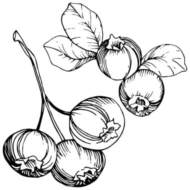 Vektör Blueberry siyah beyaz mürekkep sanat kazınmış. Çilek ve bırakır. İzole yaban mersini illüstrasyon öğesi.