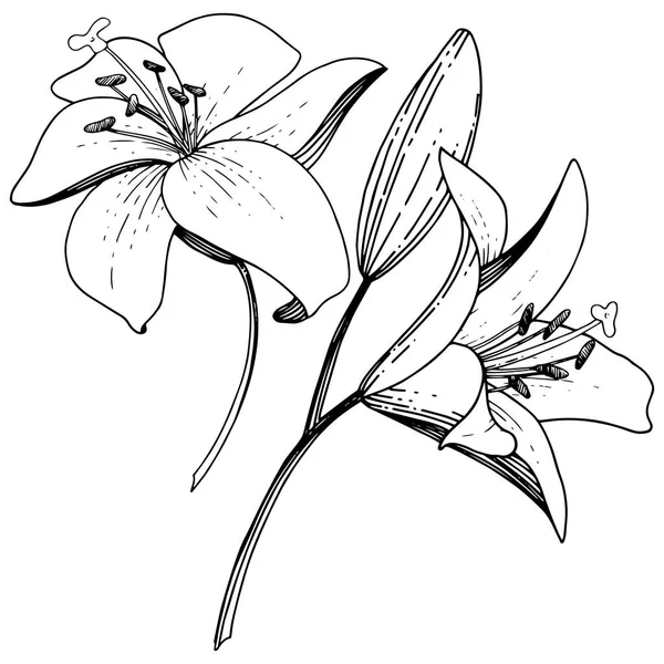 Vektör Lily botanik çiçek. Siyah ve beyaz mürekkep sanat kazınmış. İzole zambak resim öğesi. — Stok Vektör