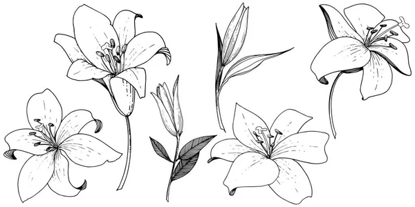 Flor botánica floral Vector Lily. Tinta grabada en blanco y negro. Elemento ilustrativo de lirios aislados . — Vector de stock