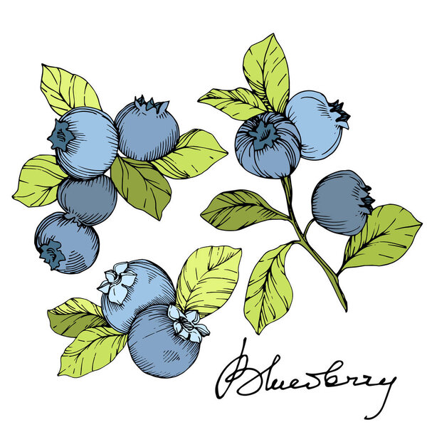 Vector Blueberry green and blue engraved ink art. Berries and green leaves. Isolated blueberry illustration element.