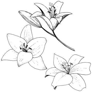 Vektör Lily botanik çiçek. Siyah ve beyaz mürekkep sanat kazınmış. İzole zambak resim öğesi.