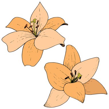 Vektör turuncu Lily botanik çiçek. Oyulmuş mürekkep sanat. İzole lilyum beyaz arka plan illüstrasyon öğesinde.