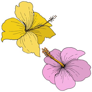 Vektör Hibiscus çiçek tropik çiçekler. Oyulmuş mürekkep sanat. İzole hibiscus illüstrasyon öğe beyaz arka plan üzerinde.