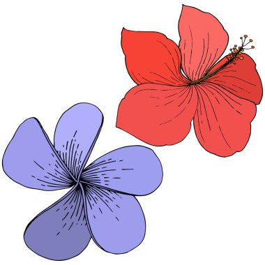 Vektör Hibiscus çiçek tropik çiçekler. Oyulmuş mürekkep sanat. İzole hibiscus illüstrasyon öğe beyaz arka plan üzerinde.
