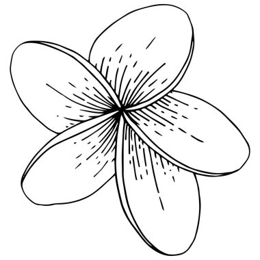 Vektör Hibiscus çiçek tropik çiçekler. Siyah ve beyaz mürekkep sanat kazınmış. İzole hibiscus illüstrasyon öğesi.