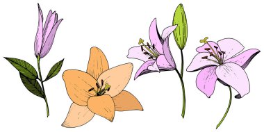 Pembe ve turuncu lily botanik çiçek vektör. Oyulmuş mürekkep sanat. İzole zambak resim öğesi.