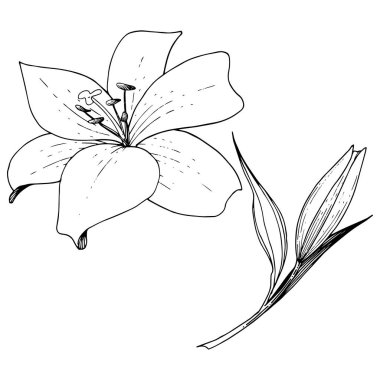Vektör Lily botanik çiçek. Siyah ve beyaz mürekkep sanat kazınmış. İzole zambak resim öğesi.