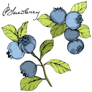 Vektör Blueberry Yeşil ve mavi mürekkep sanat kazınmış. Çilek ve yeşil yaprakları. İzole yaban mersini illüstrasyon öğesi.