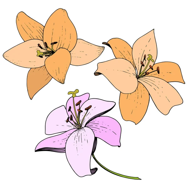 Vector roze en oranje lelie bloemen botanische bloem. Gegraveerde inkt art. Geïsoleerde lelies afbeelding element. — Stockvector