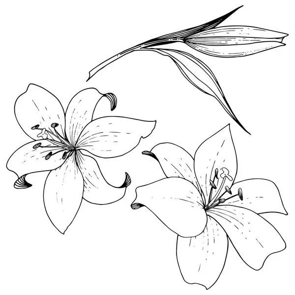 Vector Lily flor botânica floral. Tinta gravada a preto e branco. Lírios isolados elemento ilustrativo . — Vetor de Stock