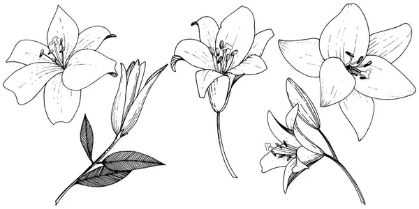 Vector Lily fleur botanique florale. Encre gravée en noir et blanc. Élément d'illustration Lys isolés . — Image vectorielle