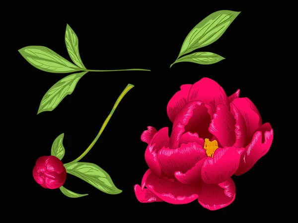 Vector Red Peony flor botânica floral. Tinta vermelha e verde gravada arte. Isolado peônia ilustração elemento . — Vetor de Stock