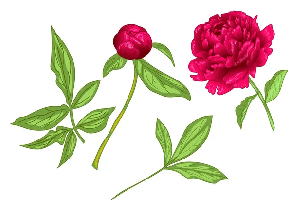 Vector Fleur botanique florale pivoine rouge. Encre gravée rouge et verte. Élément d'illustration de pivoine isolé . — Image vectorielle