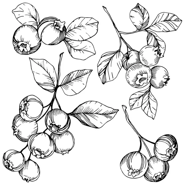 Vector Blueberry zwart-wit gegraveerde inkt kunst. Bessen en bladeren. Geïsoleerde blueberry afbeelding element. — Stockvector