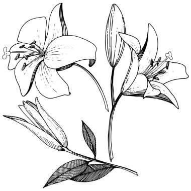 Vektör Lily botanik çiçek. Siyah ve beyaz mürekkep sanat kazınmış. İzole zambak resim öğesi.