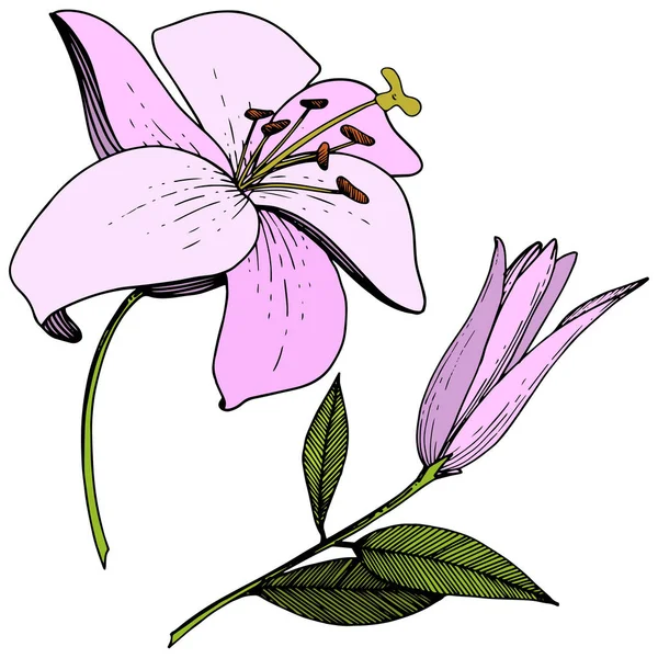 Vektor rosa Lilja blommig botaniska blomma. Graverade bläck konst. Isolerade liljor illustration element på vit bakgrund. — Stock vektor