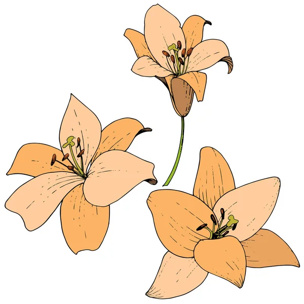 Vector Orange Lily blomstret botanisk blomst. Indgraveret blæk kunst. Isolerede liljer illustrationselement på hvid baggrund . – Stock-vektor