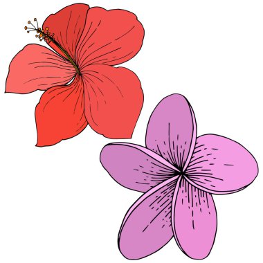 Vektör Hibiscus çiçek tropik çiçekler. Oyulmuş mürekkep sanat. İzole hibiscus illüstrasyon öğe beyaz arka plan üzerinde.