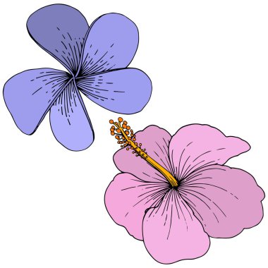 Vektör Hibiscus çiçek tropik çiçekler. Oyulmuş mürekkep sanat. İzole hibiscus illüstrasyon öğe beyaz arka plan üzerinde.