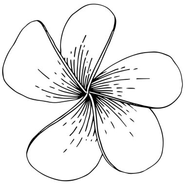 Vektör Hibiscus çiçek tropik çiçekler. Siyah ve beyaz mürekkep sanat kazınmış. İzole hibiscus illüstrasyon öğesi.