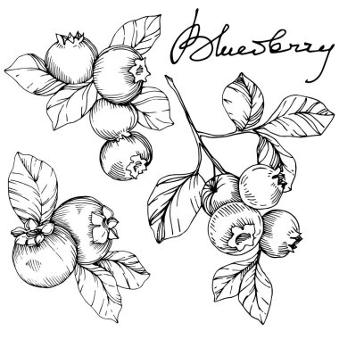 Vektör Blueberry siyah beyaz mürekkep sanat kazınmış. Çilek ve bırakır. İzole yaban mersini illüstrasyon öğesi.
