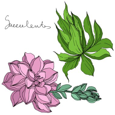 Vektör orman botanik etli çiçek. Mürekkep sanat illüstrasyon kazınmış. İzole succulents illüstrasyon öğesi.